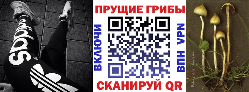 Галлюциногенные грибы Cubensis Окуловка